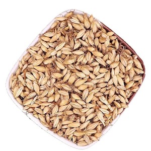 Té de Hierbas de Maltas Chinas Secas Naturales Sin Azufre (Hordeum Vulgare) en Oferta - Product Image 1