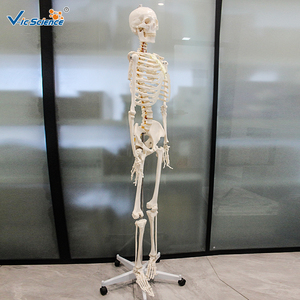 แบบจำลองโครงกระดูกมนุษย์ขนาดเท่าคนจริง 175 ซม. ทำจาก PVC พร้อมเส้นประสาทไขสันหลังและแผ่นดิสก์กระดูกสันหลัง สำหรับการเรียนการสอนทางการแพทย์ ได้รับมาตรฐาน CE ISO ROHS CNAS - Product Image 3