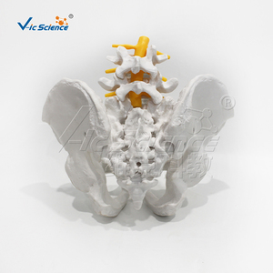 Modello Anatomico di Scheletro Pelvico Femminile con Vertebre <span class=keywords><strong>L4</strong></span> e L5 per Formazione Medica - Scuole e Ospedali - Product Image 5
