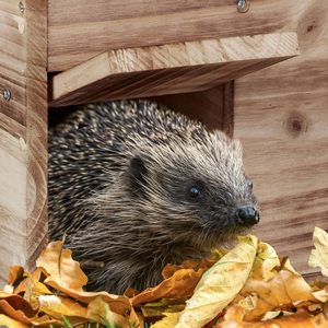 <span class=keywords><strong>Maison</strong></span> d'alimentation <span class=keywords><strong>hérisson</strong></span>, avec rabat de rat, entrée de labyrinthe, bois de sapin, protège les hérissons des ennemis tels que les chats ou les rats - Product Image 4