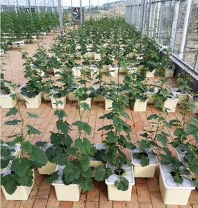 11L secchio olandese di plastica Bato per sistemi di coltivazione idroponica vasi da fiori e fioriere - Product Image 2