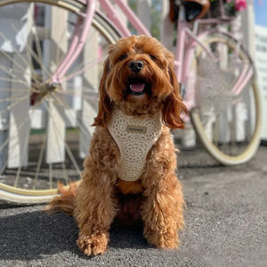 Arnés de <span class=keywords><strong>Perro</strong></span> de Encaje de Nailon Ligero, Elegante y de Lujo <span class=keywords><strong>para</strong></span> Verano, <span class=keywords><strong>Chaleco</strong></span> Acolchado Suave y Transpirable <span class=keywords><strong>para</strong></span> Mascotas, Personalizado - Product Image 4