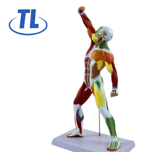 Modelo de Anatomía Muscular Humana, Figura de la Musculatura <span class=keywords><strong>del</strong></span> <span class=keywords><strong>Cuerpo</strong></span> <span class=keywords><strong>Humano</strong></span> para la Enseñanza Médica y el Aprendizaje de Anatomía - Product Image 1