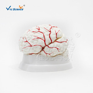 Modèle d'anatomie du cerveau et des artères cérébrales, PVC respectueux de l'environnement, modèle de formation pour étudiants en médecine, modèle pédagogique en neurologie. - Product Image 4