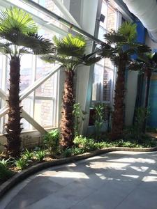 Personnalisation d'algues artificielles de haute qualité cocotiers <span class=keywords><strong>palmiers</strong></span> pour hôtel <span class=keywords><strong>villa</strong></span> 5 étoiles projet d'ingénierie de la pièce d'eau - Product Image 2