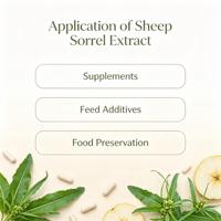 Poudre d'extrait de sorrel de mouton pur et naturel 10:1 en gros, poudre de feuilles et de racines de sorrel de mouton pour complément alimentaire