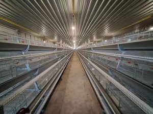 Cages à poules pondeuses de type ferme petite exploitation, modèle PH3200, garantie 1 an, galvanisées - Product Image 5