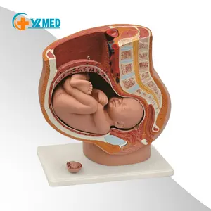 उच्च गुणवत्ता वाले कारखाने गर्म बिक्री चिकित्सा विज्ञान शिक्षण मानव शरीर रचना विज्ञान मॉडल आयात परमवीर चक्र गर्भावस्था श्रोणि मॉडल परिपक्व भ्रूण 2 भागों