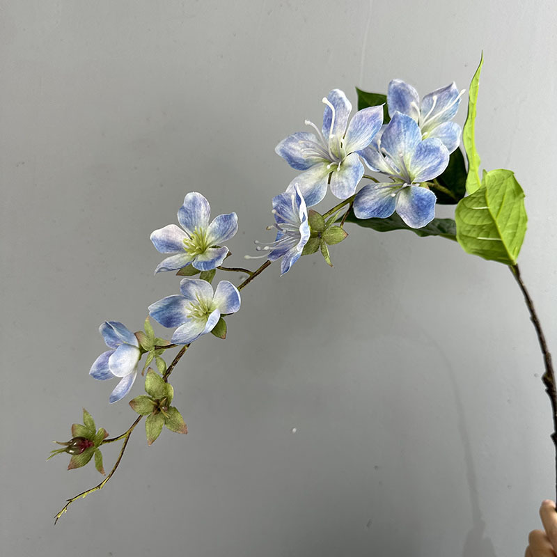 Jasmine blue