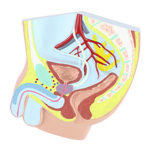 Blase und Harnleiter zum Unterrichten der anatomischen Struktur des menschlichen Harn system modells männlich und weiblich - Product Image 2