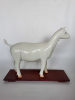 Modelos Anatómicos de Cabra para la Enseñanza de la Anatomía Animal en Ciencias Médicas, Modelo de Oveja