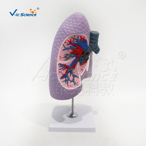 Modèle de bronche du poumon droit, modèle d'anatomie du système respiratoire, modèle de démonstration pour la formation pratique en faculté de médecine. - Product Image 1