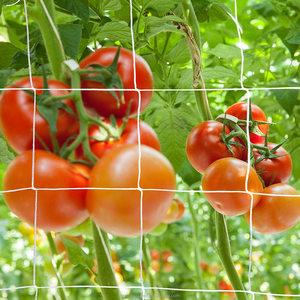 Élastique pour diverses utilisations sur les légumes, les Fruits, les fleurs et les plantes Liana, filet de support pour plantes de longue durée - Product Image 4