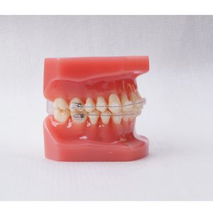 Dental Typodont modelo de dientes modelo de ortodoncia 28 dientes con soporte de cerámica - Product Image 3