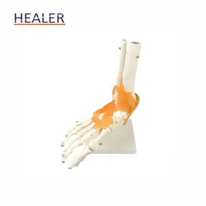 PVC Life Size Anatomy Human Foot Joint Skeleton Model