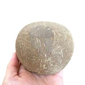 ถ้วยเทียนหอมเปลือกมะพร้าวใช้ตกแต่งบ้านแบบเรียบง่ายเป็นมิตรกับสิ่งแวดล้อมถ้วยเทียนหอมเปลือกมะพร้าวออกแบบโลโก้ได้ตามที่ต้องการ - Product Image 6