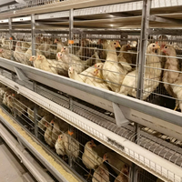 Poulailler automatique galvanisé pour poulets de chair en batterie, type H, contrôle environnemental entièrement automatique, taille personnalisée 15-20