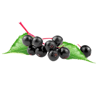 Usa Magazijn Gespoten Gedroogd Zwart Vlierbessenfruit Extract Zwart Vlierbessenextract