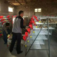 Cage d'élevage de cailles la plus vendue en Inde
