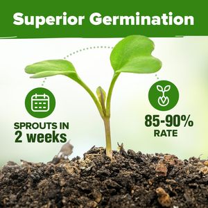 Pack de 2150+ variétés d'herbes non-OGM, variétés anciennes, jardin culinaire, basilic, <span class=keywords><strong>thym</strong></span>, pour l'intérieur/l'extérieur, marqueurs bonus, guide de culture - Product Image 5