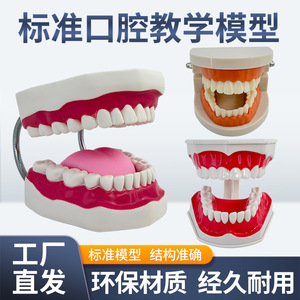 แบบจำลองฟัน วัสดุพีวีซี สำหรับการสอนทางการแพทย์ในโรงเรียน - Product Image 3