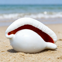 Coquillages de Cauris Blancs Naturels en Gros, Petits, Purs, pour Décoration Nautique DIY