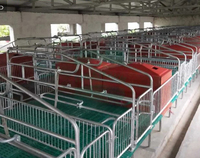 Caisse de mise bas double pour porcs Qualité garantie Boîte de naissance et cage de mise bas pour élevages porcins État neuf