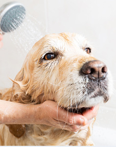Champú Orgánico para <span class=keywords><strong>Perros</strong></span> al por Mayor OEM para Aliviar la Picazón, Champú Natural Hipoalergénico con Fragancia para el Cuidado de Mascotas, <span class=keywords><strong>Lavado</strong></span> para el Pelo de <span class=keywords><strong>Perros</strong></span> - Product Image 2