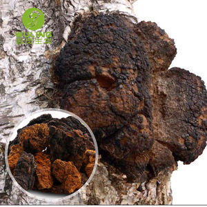 אספקת יצרן של תמצית פטריית צ'אגה, דוגמית חינם, אבקת תמצית פטריית אינונוטוס אובליקוס - Product Image 2