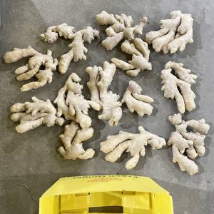 ג 'ינג' ר צהוב יבש מיובש מ סין מכירה חמה ג 'ינג' ר טרי - Product Image 6