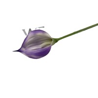 Bunga Calla Lily Mini EVA Lembut, Bunga Plastik Realistis, Tangkai Bunga Plastik, Dekorasi Buket Pernikahan Wabi-Sabi