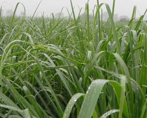 100% النقي عشب الليمون العشبية الشاي المجففة الليمون يترك - Product Image 6