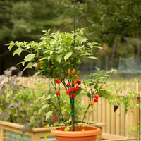 Piquets de jardin robustes de 36 pouces (3 pieds) en métal, revêtement plastique, pour plantes, tomates, haricots, arbres