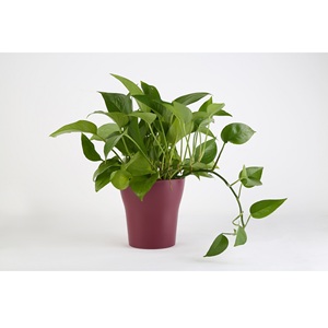 Pots de jardin classiques en mélamine du Vietnam, 15*94*15, capacité 1L, 225g, style simple, pour plantes, emballés en sac PE. - Product Image 1