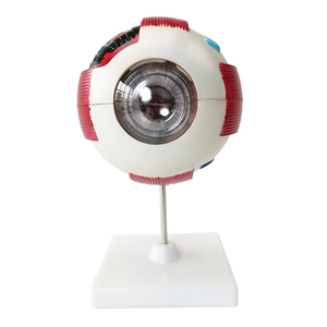 Modelo de Ojo Humano Fltek de Shanghái, Accesorio Oftálmico, Equipo de Enseñanza, Modelo LTB-M1 de Alta Definición con Detalles Detallados - Product Image 2