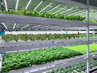 Système de culture hydroponique vertical FarmHydro pour la culture intérieure de la laitue, avec support de plantation NFT et éclairage LED.