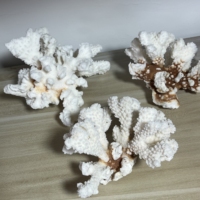 Spécimen de corail blanc de coquille naturelle en vrac en gros pour la décoration Fengshui de cadeau