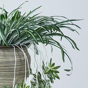 Plantes artificielles en forme d'araignée dorée Meng Jie, 61 pouces, verdure suspendue, simulation en PVC souple, décoration sans pot - Product Image 4