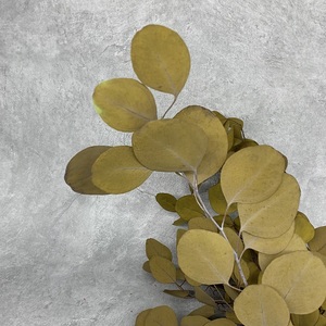 Venta al por mayor directa de fábrica, oferta para decoración de boda, plantas en conserva para siempre, follaje de <span class=keywords><strong>hojas</strong></span> de <span class=keywords><strong>eucalipto</strong></span> - Product Image 3