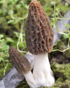 3 ~ 5 cm taille Champignons <span class=keywords><strong>morilles</strong></span> noirs cultivés <span class=keywords><strong>1</strong></span> <span class=keywords><strong>kg</strong></span> <span class=keywords><strong>prix</strong></span> <span class=keywords><strong>morilles</strong></span> champignons entiers séchés pour la nourriture - Product Image 4