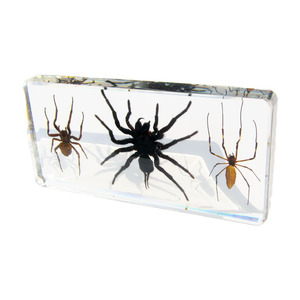 Esin-pisapapeles de cristal para <span class=keywords><strong>insectos</strong></span>, espécimen ámbar animal - Product Image 3