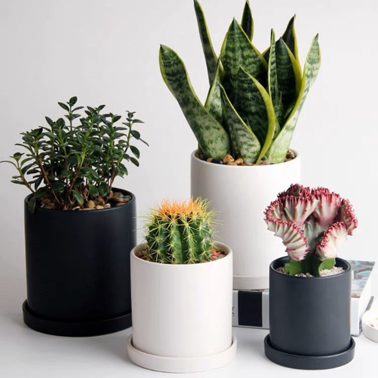 large plant and pot Tropical Trio Houseplants with Planter - Large (24-36" tall) Black Planters