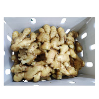 Chine Gingembre frais de haute qualité Meilleur prix Gingembre frais lavé Grande taille Gingembre lavé emballé dans un sac en filet