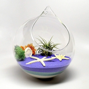 Vente en gros terrariums en verre suspendus <span class=keywords><strong>terrarium</strong></span> vase en verre <span class=keywords><strong>terrarium</strong></span> pour plantes en verre - Product Image 2