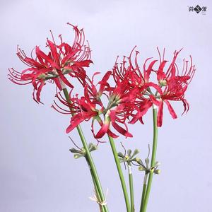 Fleurs artificielles <span class=keywords><strong>Higanbana</strong></span> de 26 pouces, nouveau design, fleurs décoratives, lys araignées - Product Image 4