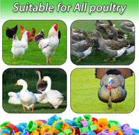 Bagues de pied pour oiseaux en ABS de 8 mm, colorées, durables, écologiques, réutilisables, fournitures d'identification pour pigeons voyageurs, vente en gros d'usine