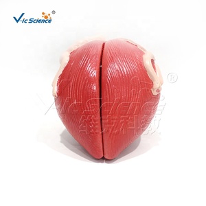 Modelo <span class=keywords><strong>de</strong></span> <span class=keywords><strong>Vejiga</strong></span> Urinaria <span class=keywords><strong>de</strong></span> Alta Calidad para Estudiantes Escolares - Product Image 3