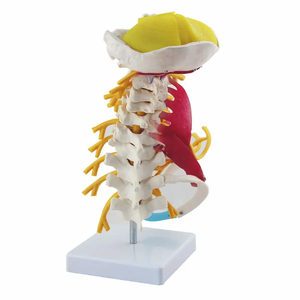 Modèle de colonne cervicale modèle de vertèbre cervicale modèle de <span class=keywords><strong>squelette</strong></span> humain pour l'enseignement des sciences médicales - Product Image 2