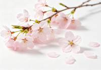 Pasokan Pabrik Harga Terbaik  Ekstrak Sakura Kelas Makanan 10:1 Bubuk Bunga Sakura