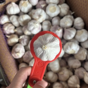 Aglio Fresco Nuovo Raccolto 2026 5.0cm 10kg Rich Farmer per il <span class=keywords><strong>Marocco</strong></span> - Product Image 1